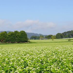 【茨城県共通返礼品／桜川市】【常陸秋そば】そば打ちチャレンジセット(手打ちそば入門テキスト付)｜そば そば粉 常陸秋そば 茨城県共通返礼品 桜川市 そばセット 蕎麦打ち 年越しそば 茨城県 行方市(DX-30)