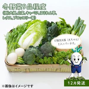 「ベジーズ館」の夏・冬野菜　年２回コース （7月と12月発送）【たっぷりセット】｜【野菜定期便・野菜・定期便・冬野菜・夏野菜・野菜セット・旬の野菜・兵庫野菜・相生野菜・国産野菜・野菜詰め合わせ・冬野菜詰め合わせ・夏野菜詰め合わせ】