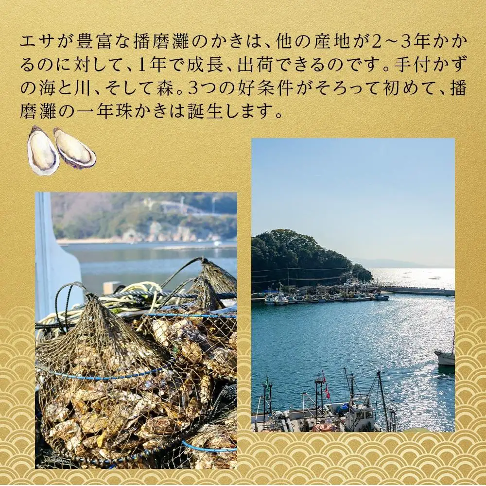 牡蠣 蒸し珠せいろ 1kg 大粒牡蠣