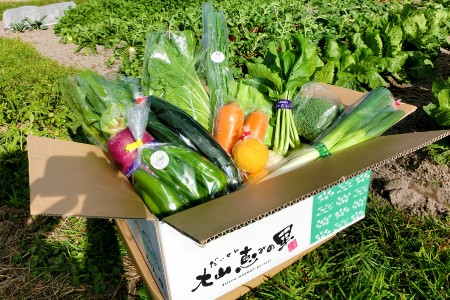 新鮮朝採れ野菜　お手頃セット【 新鮮野菜 6~8種類 季節 旬 野菜 果物 詰め合せ 国産 おまかせ ミニセット 葉物 根菜 冷蔵 野菜室 加工品 鳥取県産 季節限定 山菜 加工品】