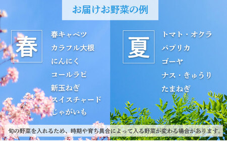横須賀産野菜セット 10種 詰め合わせ【横須賀商工会議所 おもてなしギフト事務局（三浦半島直売所）】 [AKES003]