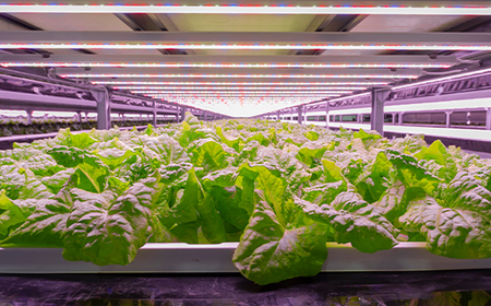定期便 6ヶ月連続 植物工場で育てた5種のレタス食べくらべセット 10パック F23R-786