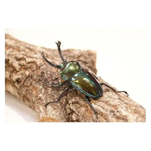 【1セット限定！】完璧育成！「ニジイロクワガタ」 E-257