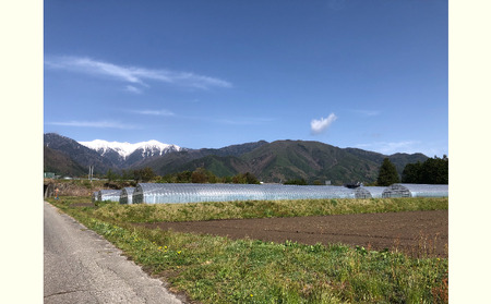 長野県産「山のトマト」4kg箱入り ( 野菜 トマト 大玉トマト 夏野菜 )