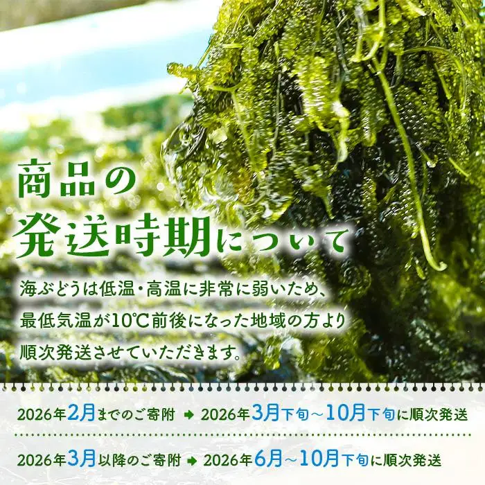 宮古島朝採れ海ぶどう（5パック）｜新鮮直送 プチプチ食感 沖縄土産（FL003）