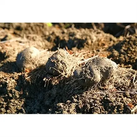 大和万葉の里「山の芋」　約1.2kg_野菜  いも イモ 芋_【1071903】