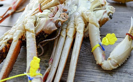 かに 期間限定 茹で 越前ガニ 約1.5kg(極)＋ せいこがに 3杯セット ボイルカニ ボイル
