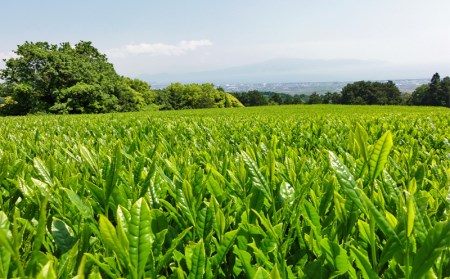 お茶 茶葉 緑茶 深蒸し 煎茶 大はしり 100g しずく 200g セット 静岡