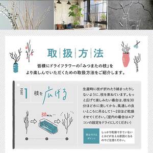 【インテリア】 TSUKIGI みつまた 50cm～80cm ＜染色＞インテリア オブジェ 高級 純国産 インテリア ナチュラル ドライフラワー お洒落 シンプル 048-0459