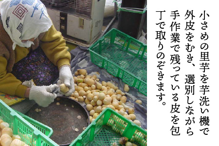 【先行予約】簡単手間なし！冷凍のまま調理！大野 里芋の洗い子 1kg×1袋 【10月中旬より順次発送】｜サトイモ 煮物 煮っころがし