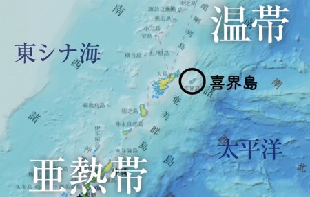 【喜界島】海と陸の造礁サンゴ図鑑
