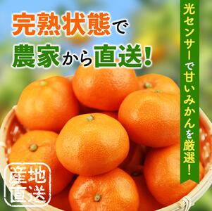 鹿蔵 プレミアム 有田 みかん 1kg+250g（傷み補償分）(完熟) / 温州みかん 有田みかん 光センサー 選別 甘い 和歌山 柑橘 ※2026年10月上旬～11月中旬頃に順次発送予定 ※北海道・沖縄・離島への配送不可 【ikd004-prem-1B】