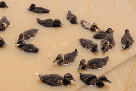 唐津産 あいがも米 5kg (玄米) 一粒田 合鴨農法 無農薬 無化学肥料 コメ お米 ごはん