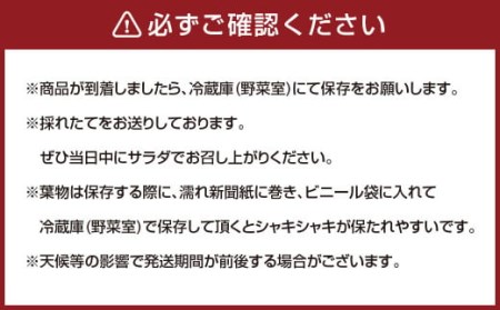 大分県産 フリルレタスちゃん 約4kg (10～12玉) 高原野菜