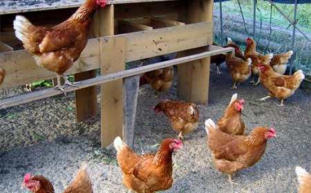 平飼い卵 とれたて発送「御幸卵（ごこうらん）」36玉入り 伊達市 福島県 国産 養鶏場直送 卵 たまご 玉子 生卵 鶏卵 F20C-619