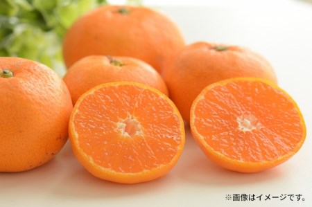 極撰!仁尾の温州みかん(約10kg)