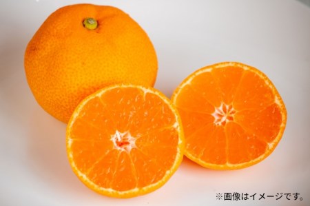 曽保みかん (約5kg)