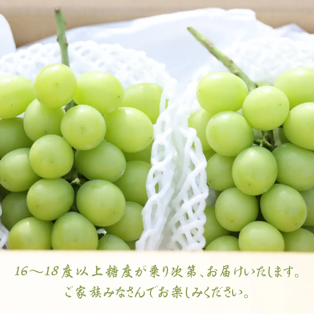 ≪先行受付≫【数量限定】まるさん農園のシャインマスカット　約１ｋｇ　合計２房［MR-101］| 人気シャインマスカット 高評価シャインマスカット シャインマスカットランキング おすすめシャインマスカット |