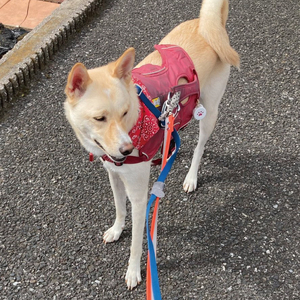 『オレンジシルバー』反射材の光る犬用リード 消防士の制服に使われる反射材で作りました【中型犬用20キロまで】【散歩 愛犬 夜散歩 手作り 阿見町 茨城県】(40-15)