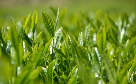 お茶 茶葉 煎茶 100g × 3袋 やぶきたみどり 有機 オーガニック 静岡県産 日本茶 お茶っ葉 アルミ チャック 付き |    