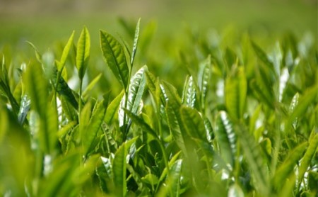 お茶 ティー バッグ 5種 詰合せ ブレンド 国産 有機 茶葉 日本茶 紅茶 パック 詰め合わせ ほうじ茶 バジル ハイビスカス ジャスミン ラベンダー セット まとめ買い 飲み比べ カテキン 健康 ハーブ 静岡県 藤枝市 |    