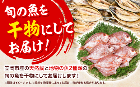 真鯛の熟成干物セット 魚 ひもの
