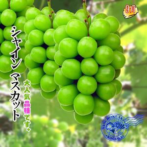 坂出産のフルーツとさぬきの特産品の定期便5回【Bコース】