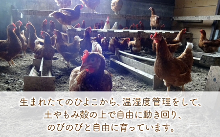北海道 豊浦 おふけしの平飼い卵 24個 