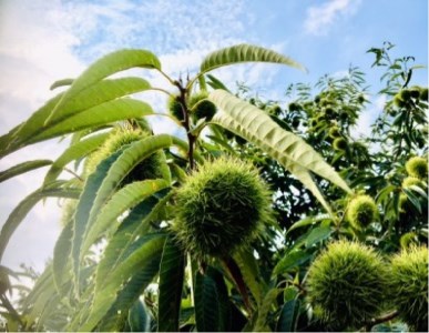 【数量限定】さぬき山都の低温熟成完熟栗(生栗)3Lサイズ  約2kg