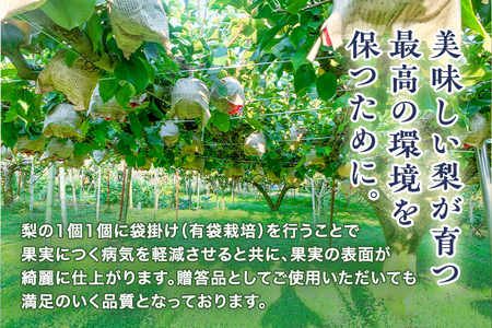 【2026年先行予約】青柳果樹園の和梨 新興 2kg (3～5玉)《11月上旬～順次出荷》しんこう 青柳果樹園