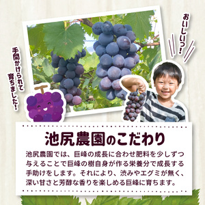 【7月下旬より順次発送】池尻農園　ハウス巨峰　約1kg_巨峰 約 1kg ぶどう 3房 久留米市産 渋み エグミ 無い フルーツ 果物 期間限定 池尻農園 ハウス巨峰 福岡県 久留米市 お取り寄せ お取り寄せフルーツ デザート 〔Fg007〕
