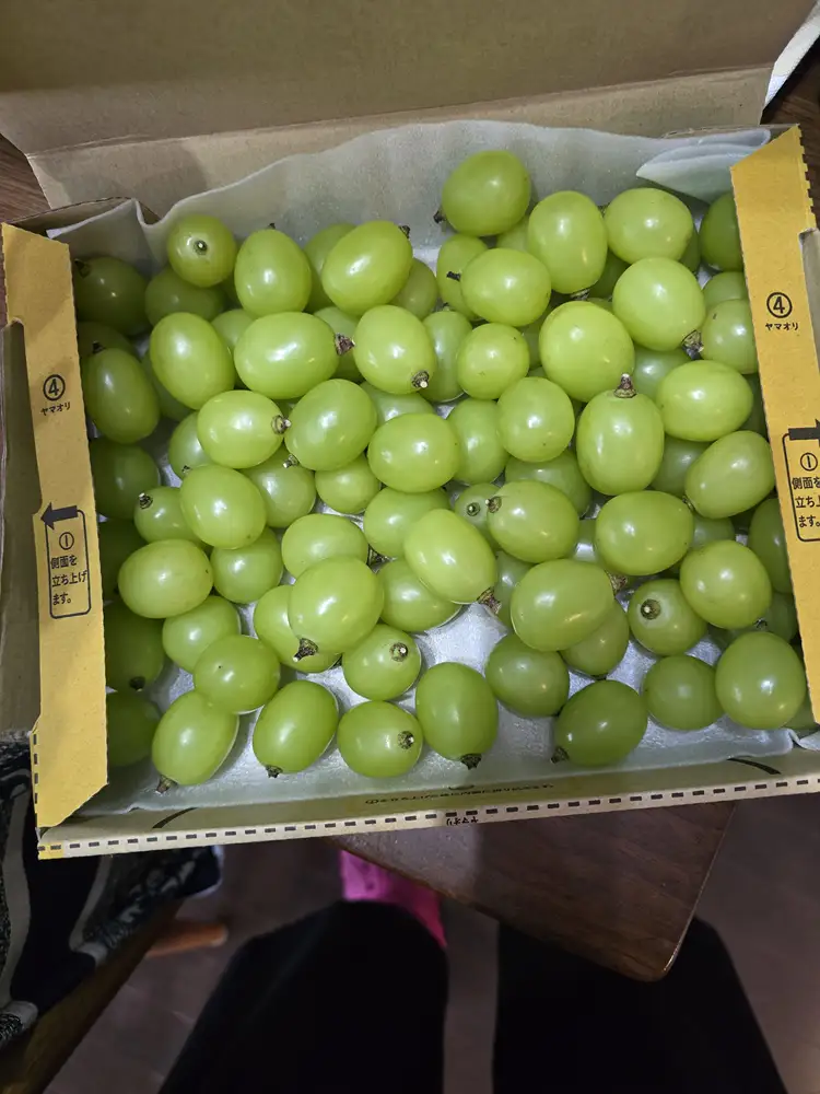 （地域・期間限定）訳あり鈴木果樹園のシャインマスカット約1.1kg 果物 ぶどう フルーツ おやつ デザート 食後 秋の味覚 産地直送 長野県産 有機肥料 