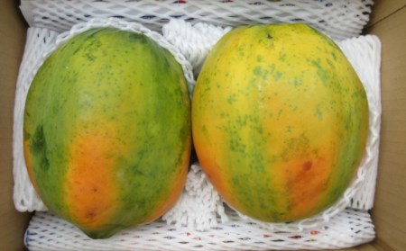 【大地のめぐみ】読谷村産フルーツパパイヤ(2～4玉）