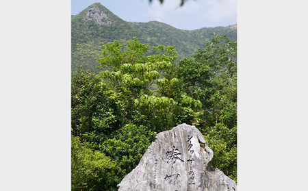 sea-sun勝山シークヮーサー500ml　ゴールド300mlセット