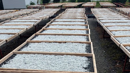 しらす干し 天日乾燥 800g(400g×2)（共通返礼品：茨城県北茨城市）