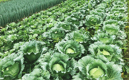 会津発 季節の野菜だより（小）2名様1週間分相当【喜多方市・西会津町・北塩原村のお野菜】 KBW001