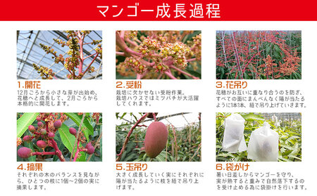【2026年発送】　ご家庭で美味しく！アップルマンゴー約2kg【つは農園】 フルーツ 果物 期間限定 数量限定 先行予約 南国 プレゼント お土産 おみやげ ギフト くだもの 季節 おきなわ 青果 デザート おすすめ 人気 冷蔵 夏 スイーツ
