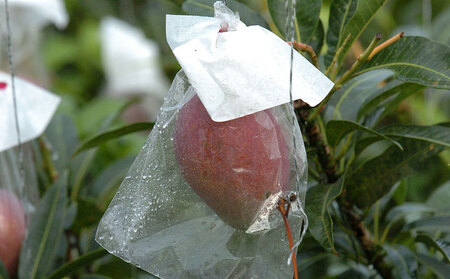 2026年発送 農家直送【上原マンゴー園】家庭用完熟マンゴー　1.5kg以上 先行予約 完熟 マンゴー アップル 南国 沖縄 フルーツ くだもの 果物 果実 先行予約 産地直送 贅沢 濃厚 冷蔵 スイーツ デザート 旬の果物 ご家庭用 ご自宅用 国産