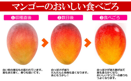 2026年発送【きなマンゴー園】アップルマンゴー　家庭用1.5kg以上 先行予約 完熟 マンゴー アップル 南国 沖縄 フルーツ くだもの 果物 果実 先行予約 産地直送 贅沢 濃厚 スイーツ デザート 旬の果物 ご家庭用 ご自宅用 国産 冷蔵