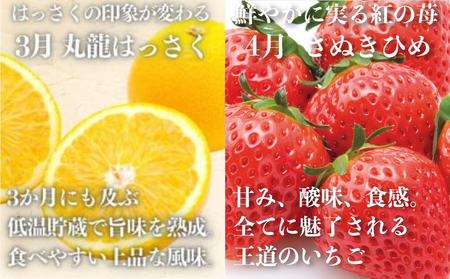 フルーツ定期便 12回 フルーツ いちご キウイ もも シャインマスカット みかん