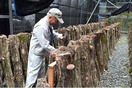 山陰浜田の特産「特選原木乾しいたけ」380g 椎茸 乾物 干し 乾燥しいたけ きのこ 原木栽培 原木椎茸 原木しいたけ 肉厚しいたけ 【010_1940】
