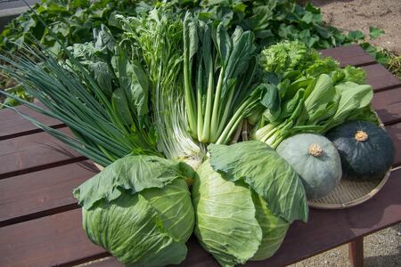 自然豊かな浜田市弥栄町で作られた「旬の野菜おまかせセット」 野菜 野菜セット 減農薬 旬 詰め合わせ セット おまかせ おたのしみ ギフト 【065_0493】