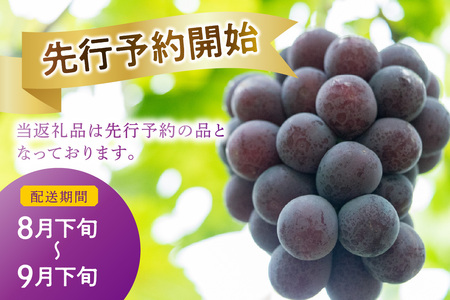 【先行予約】【2026年産】山陰浜田の特産果樹ピオーネ（2kg）＜8月下旬から発送開始予定＞ ふるさと納税 ぶどう ふるさと納税 ピオーネ ブドウ 葡萄 フルーツ くだもの 果物 【010_1945】