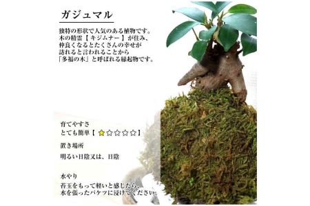 天然苔専門店 弥栄苔 選べる縁起物苔玉（2個セット）【155_1316】