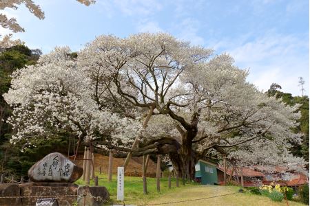 浜田市観光タクシー5時間コース（普通車：上限4名） 貸切 フリー 利用券 チケット 旅行 島根県 便利 観光 ドライブ 乗車券 移動 プレゼント 帰省 お盆 【158_1927】