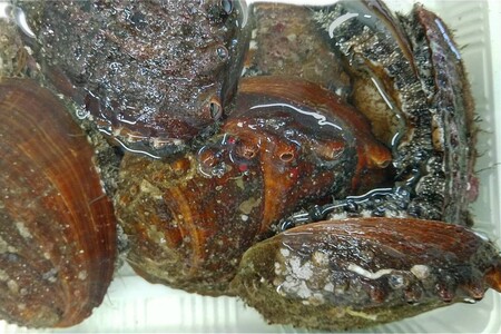 創業令和3年！何十年ぶりに浜田で鮮魚店誕生◎気合の入った刺身魚3種セット◎ 鮮魚詰め合わせ 鮮魚 お任せ セット 刺身 ブロック 冷凍 厳選 産地直送 お取り寄せ 真空 海鮮 魚介類 【171_1639】