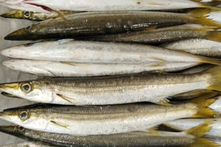 創業令和3年！何十年ぶりに浜田で鮮魚店誕生◎圧倒的気合の入ったイチオシ鮮魚 魚介類 魚貝類 鮮魚 魚 セット 詰め合わせ 【171_1640】