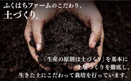 【2026年1月末-順次発送】囲い生姜 約 6kg / ショウガ 南島原市 / ふくはちファーム/福島農園 [SBS014]