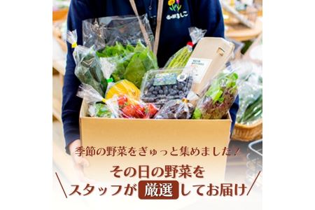 野菜 卵付き 旬の野菜セット 2人用 益子町 AA001