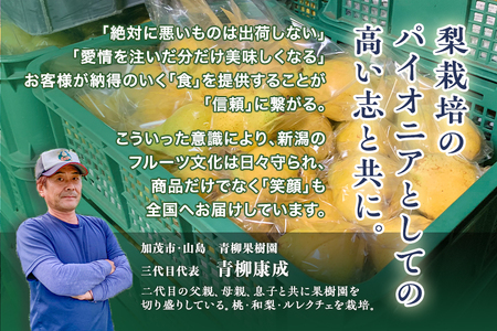 【2026年先行予約】新潟特産 幻の洋梨ル・レクチェ 家庭用 2kg（5～7玉）《11月下旬～順次発送》 青柳果樹園